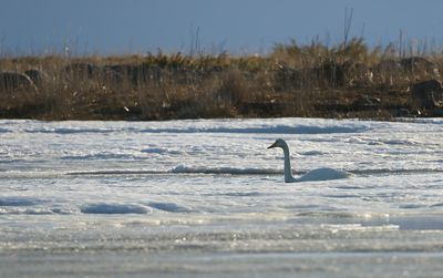 Whooper Swan / Sångsvan (Cygnus cygnus)