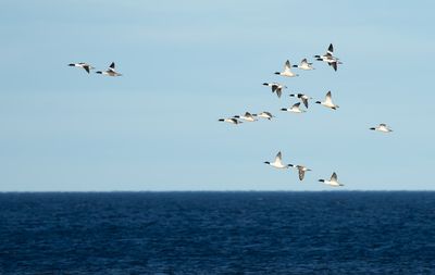 Common Merganser / Storskrake (Mergus merganser)