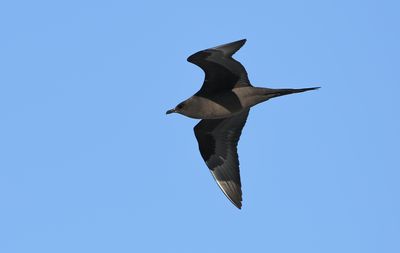 Arctic Skua / Kustlabb (Stercorarius parasiticus)