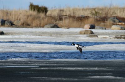 Common Goldeneye / Knipa (Bucephala clangula)
