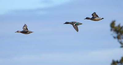 Eurasian Teal / Kricka (Anas crecca)