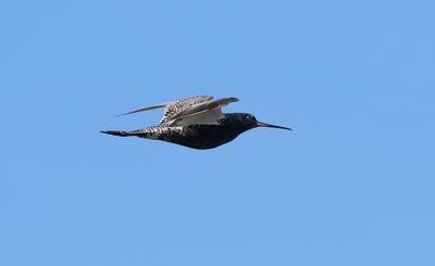 Spotted Redshank / Svartsnäppa (Tringa erythropus)