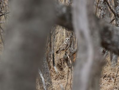Short-eared Owl / Jorduggla (Asio flammeus)