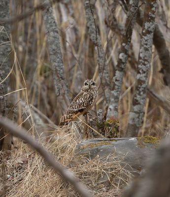 Short-eared Owl / Jorduggla (Asio flammeus)
