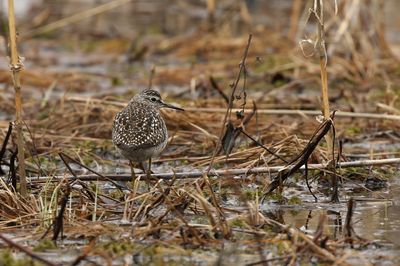Wood Sandpiper / Grönbena (Tringa glareola)