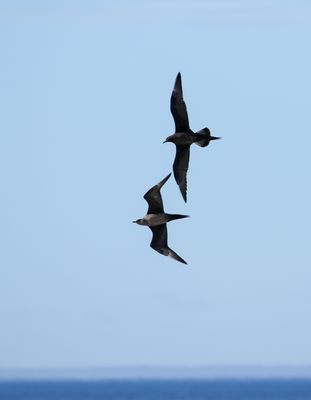 Arctic Skua / Kustlabb (Stercorarius parasiticus)