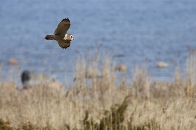 Short-eared Owl / Jorduggla (Asio flammeus)