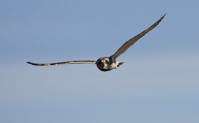 Short-eared Owl / Jorduggla (Asio flammeus)