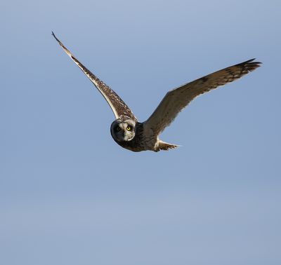 Short-eared Owl / Jorduggla (Asio flammeus)