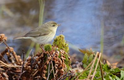 Willow Warbler / Lövsångare (Phylloscopus trochilus)