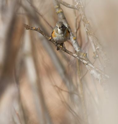 Red-flanked Bluetail / Blåstjärt (Tarsiger cyanurus)