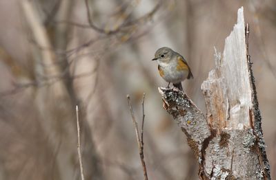 Red-flanked Bluetail / Blåstjärt (Tarsiger cyanurus)