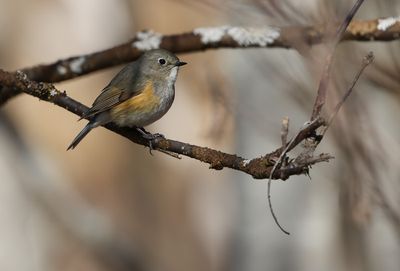 Red-flanked Bluetail / Blåstjärt (Tarsiger cyanurus)