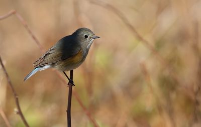 Red-flanked Bluetail / Blåstjärt (Tarsiger cyanurus)