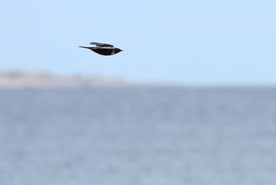 Ring Ouzel / Ringtrast (Turdus torquatus)