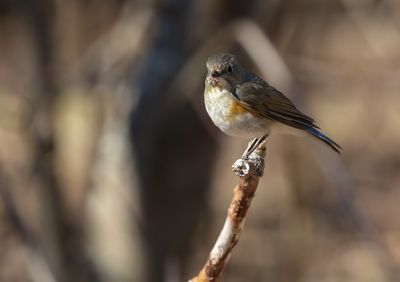 Red-flanked Bluetail / Blåstjärt (Tarsiger cyanurus)