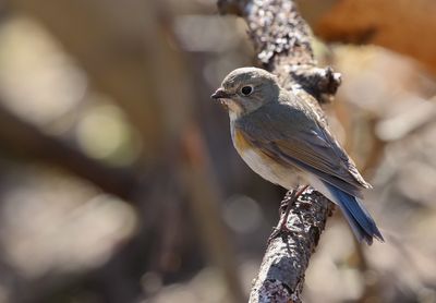 Red-flanked Bluetail / Blåstjärt (Tarsiger cyanurus)