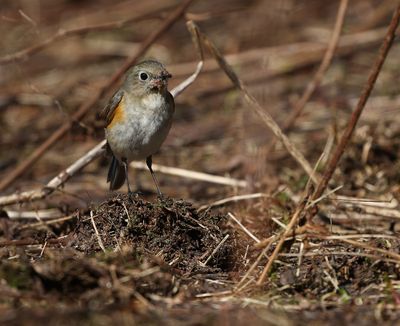 Red-flanked Bluetail / Blåstjärt (Tarsiger cyanurus)
