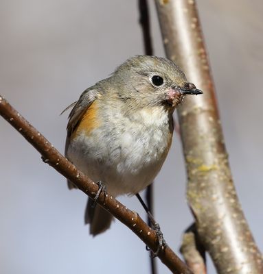 Red-flanked Blutail / Blåstjärt (Tarsiger cyanurus)
