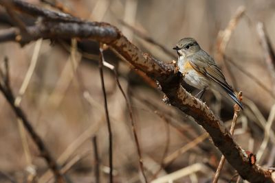 Red-flanked Bluetail / Blåstjärt (Tarsiger cyanurus)