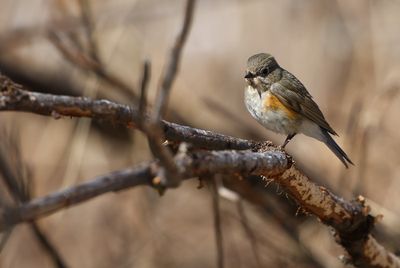 Red-flanked Bluetail / Blåstjärt (Tarsiger cyanurus)
