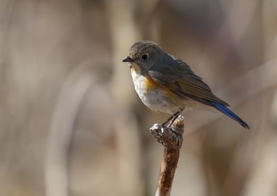 Red-flanked Bluetail / Blåstjärt (Tarsiger cyanurus)