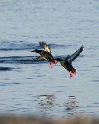 Black Guillemot / Tobisgrissla (Cepphus grylle)