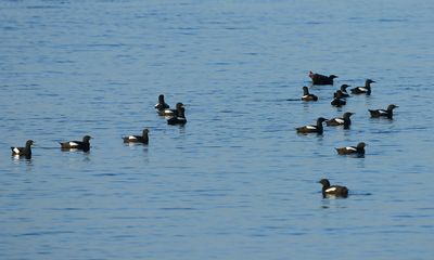 Black Guillemot / Tobisgrissla (Cepphus grylle)