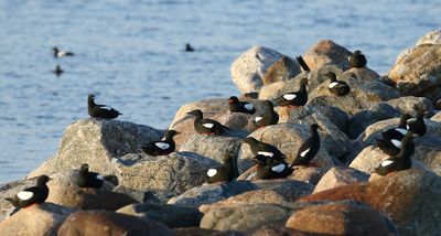 Black Guillemot / Tobisgrissla (Cepphus grylle)