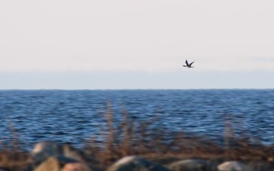 g13/63/814263/3/174442160.6d27300a.JPEG