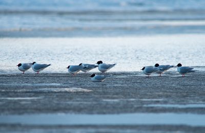 Little Gull / Dvärgmås (Hydrocoloeus minutus)
