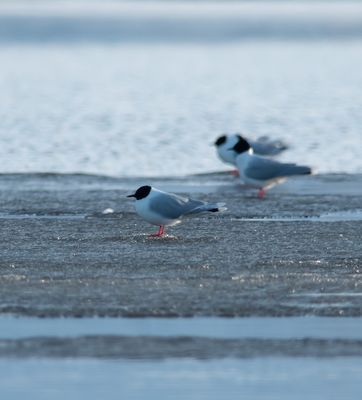 Little Gull / Dvärgmås (Hydrocoloeus minutus)