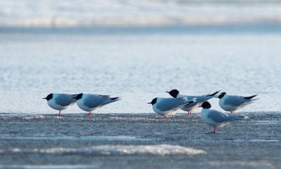 Little Gull / Dvärgmås (Hydrocoloeus minutus)