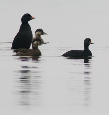 Common Scoter / Sjöorre (Melanitta nigra)