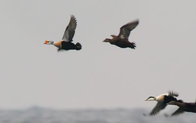 King Eider / Praktejder (Somateria spectabilis)