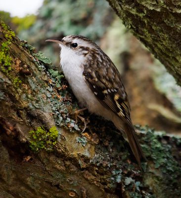Treecreeper / Trädkrypare (Certhia familiaris)
