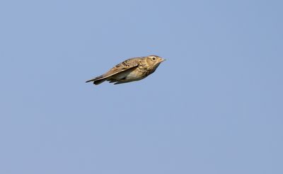 Skylark / Sånglärka (Alauda arvensis)
