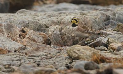 Shore Lark / Berglärka (Eremophila alpestris)