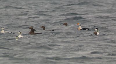 King Eider / Praktejder (Somateria spectabilis)