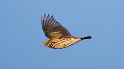Meadow Pipit / Ängspiplärka (Anthus pratensis)
