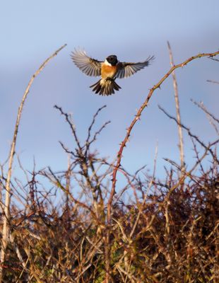 European Stonechat / Svarthakad buskskvätta (Saxicola rubicola)