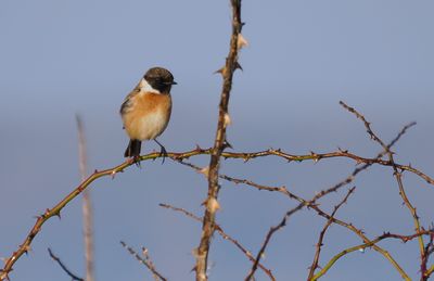European Stonechat / Svarthakad buskskvätta (Saxicola rubicola)