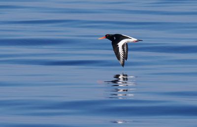 Eurasian Oystercatcher / Strandskata (Haematopus ostralegus)