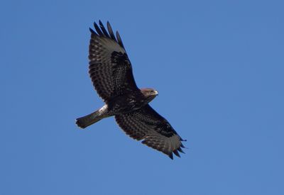 Common Buzzard / Ormvråk (Buteo buteo)