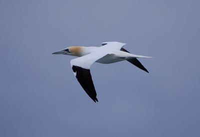 Northern Gannet / Havssula (Morus bassanus)