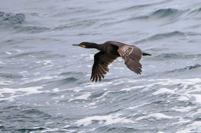 European Shag / Toppskarv (Gulosus aristotelis)