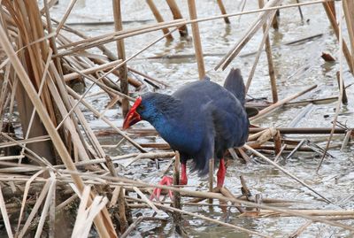 western swamphen