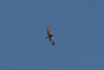 spanish imperial eagle