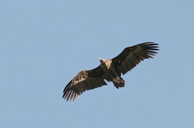 black vulture