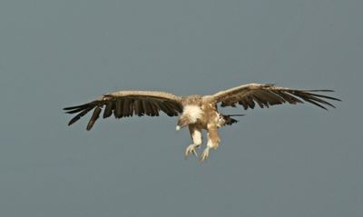 griffon vulture